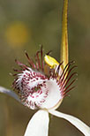 Caladenia longicauda subsp. longicauda