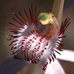 Caladenia longicauda subsp. longicauda