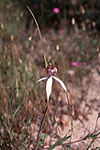 Caladenia longicauda subsp. longicauda