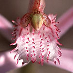 Caladenia hirta subsp. rosea