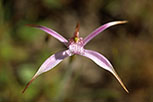 Caladenia hirta subsp. rosea