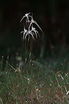 Caladenia vulgata