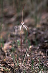 Caladenia vulgata