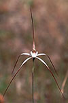 Caladenia vulgata