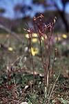 Caladenia footeana