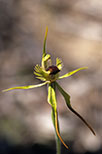 Caladenia crebra