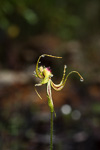 Caladenia lobata