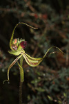 Caladenia lobata