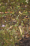 Caladenia lobata