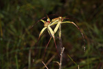 Caladenia caesarea subsp. caesarea