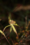 Caladenia caesarea subsp. caesarea