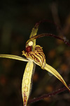 Caladenia caesarea subsp. caesarea