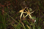 Caladenia caesarea subsp. caesarea