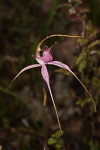 Caladenia starteorum