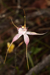 Caladenia starteorum