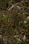 Caladenia starteorum
