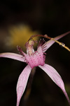 Caladenia starteorum