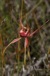 Caladenia pectinata