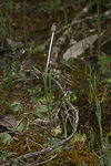 Corybas recurvus