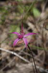 Caladenia windfieldii
