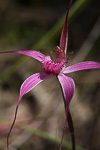Caladenia windfieldii