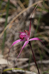 Caladenia windfieldii