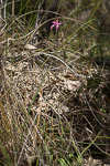 Caladenia windfieldii