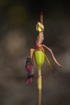 Drakaea thynniphila