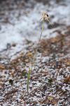 Caladenia brownii