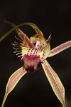 Caladenia brownii
