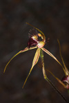 Caladenia brownii