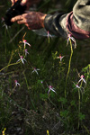 Caladenia gardneri