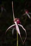 Caladenia gardneri