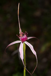 Caladenia gardneri