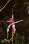 Caladenia gardneri