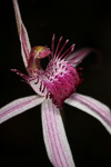 Caladenia gardneri