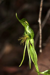 Pterostylis sp. 'late'
