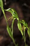Pterostylis sp. 'late'