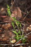 Pterostylis sp. 'late'