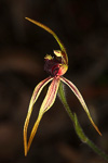 Caladenia ensata