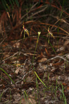 Caladenia ensata