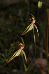 Caladenia ensata