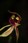 Caladenia ensata