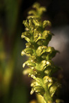Microtis atrata