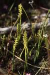 Microtis atrata