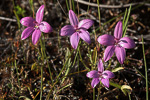 Elythranthera emarginata