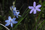 Thelymitra crinita