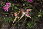 Caladenia brownii