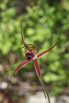 Caladenia brownii