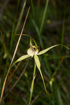 Caladenia busseliana